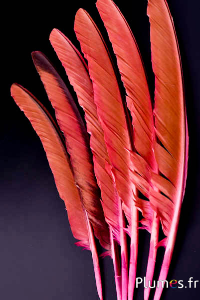 Blauwe pauw - 35-42 cm - roze-bruin